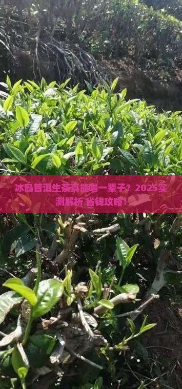 冰岛普洱生茶能长期喝吗