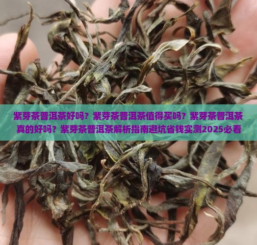 紫芽茶普洱茶好吗