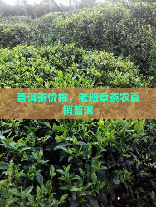 老班章老寨茶农直销