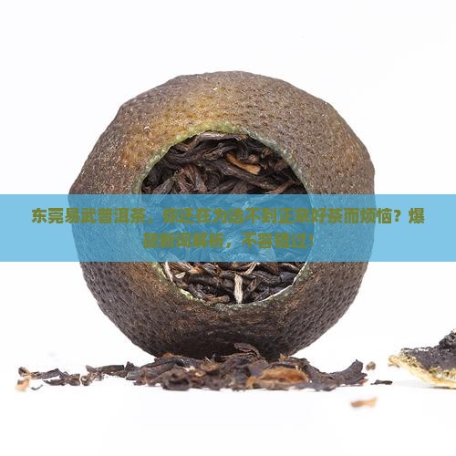 东莞易武普洱茶