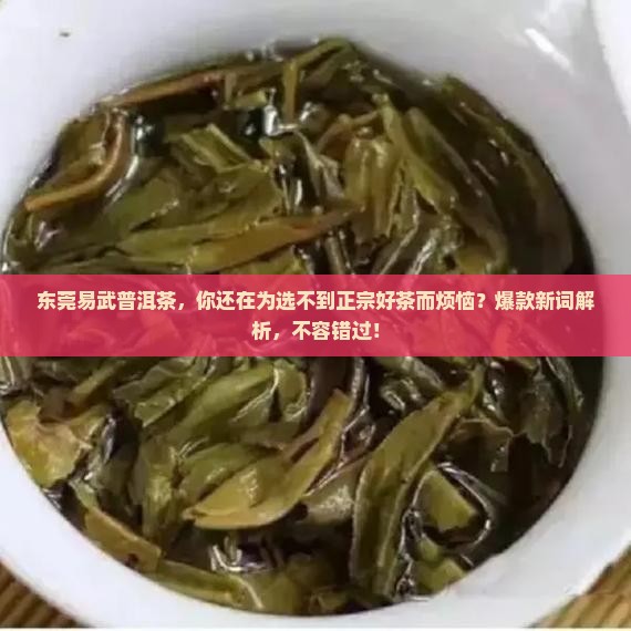 东莞易武普洱茶