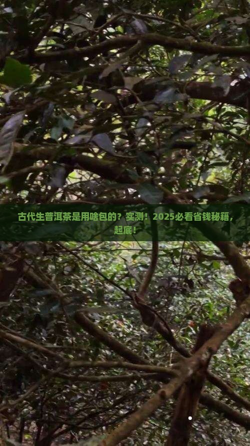 古代生普洱茶用什么包的