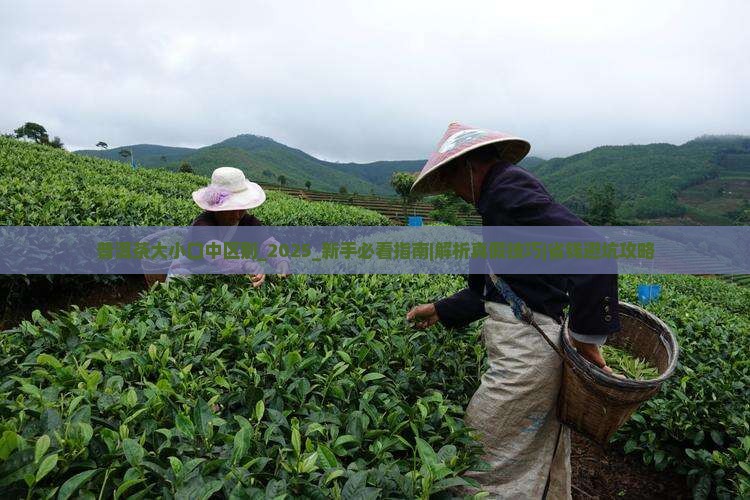 普洱茶大小口中区别