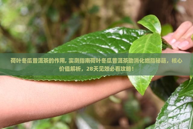 荷叶冬瓜普洱茶的作用