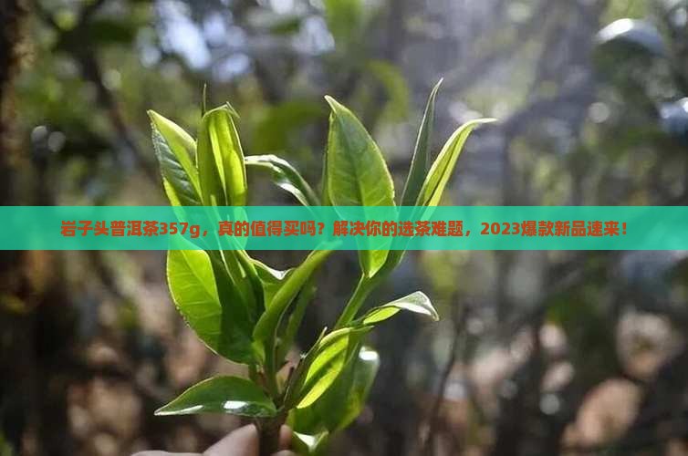 岩子头普洱茶357g