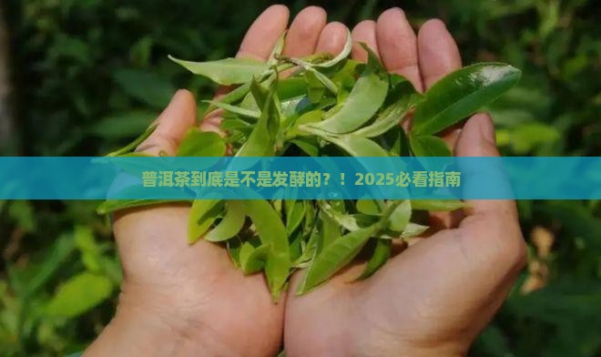 普洱茶是发酵的茶了吗