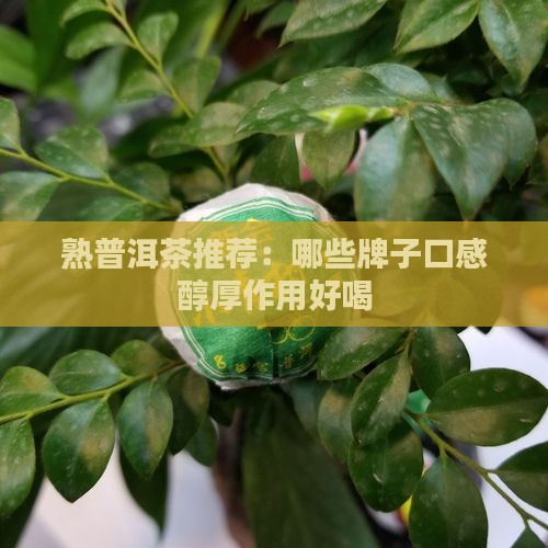 熟普洱茶哪些好喝