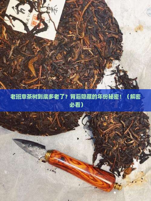 老班章茶树一般是多少年