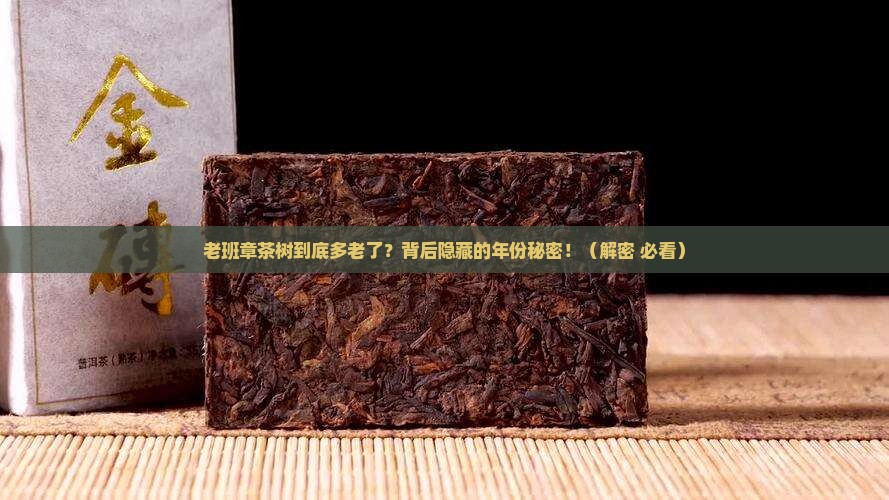 老班章茶树一般是多少年