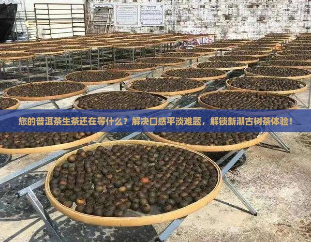 提供普洱茶生茶