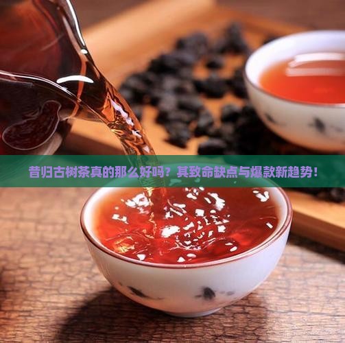 昔归古树茶的优缺点 昔归古树茶的优缺点