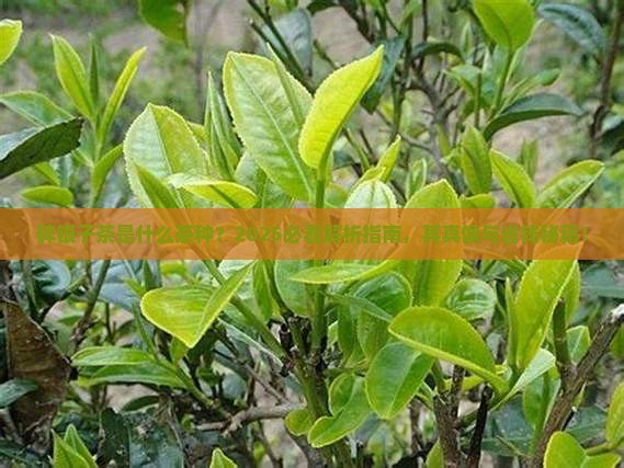碎银子茶是什么茶种