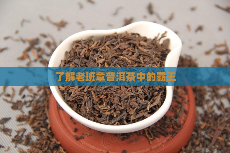 了解老班章普洱茶