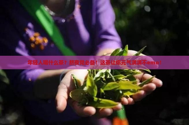 年轻人喝什么茶