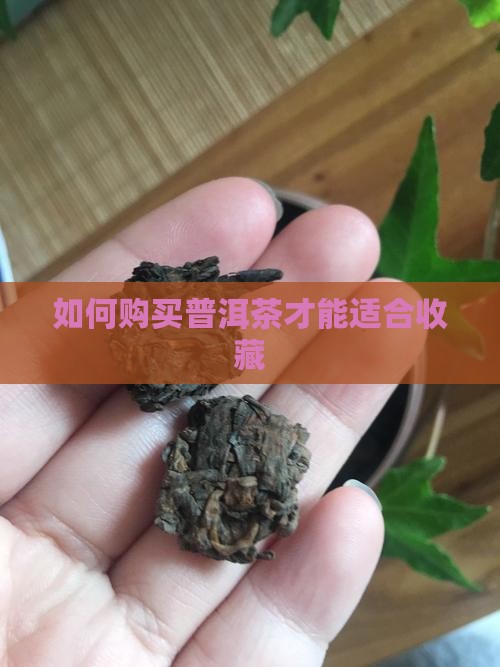 普洱茶怎么样才能购买藏