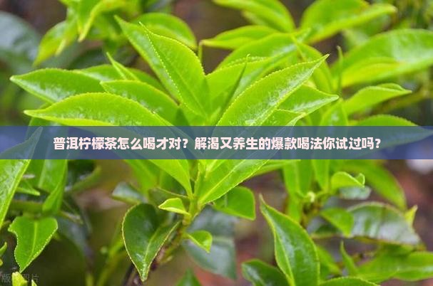 普洱柠檬茶喝法