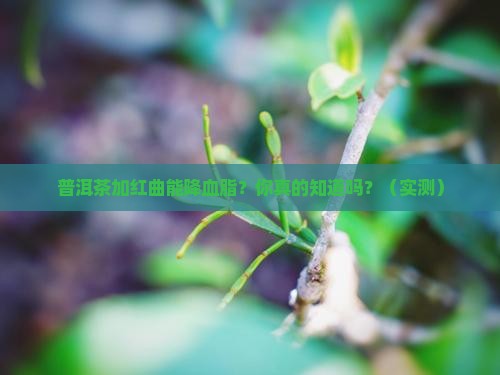 普洱茶红曲降血脂吗能喝吗