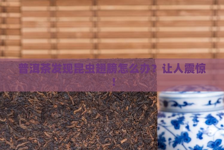 普洱茶发现昆虫翅膀怎么处理