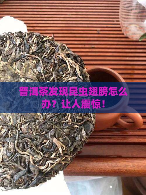 普洱茶发现昆虫翅膀怎么处理