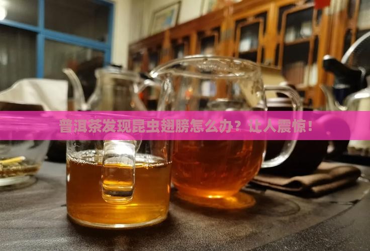 普洱茶发现昆虫翅膀怎么处理