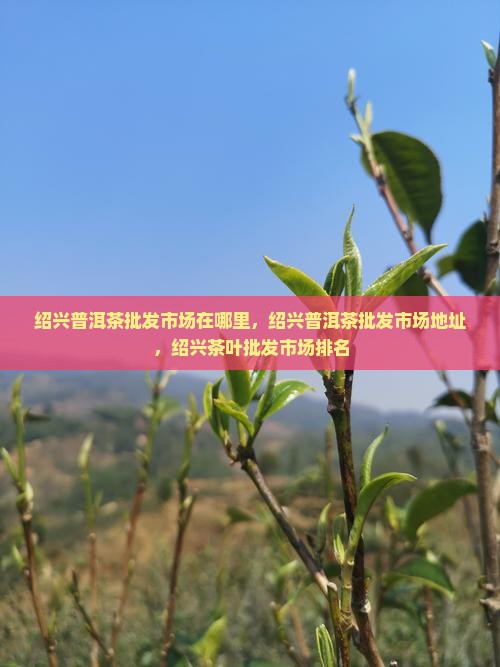 绍兴普洱茶批发市场 绍兴普洱茶批发市场