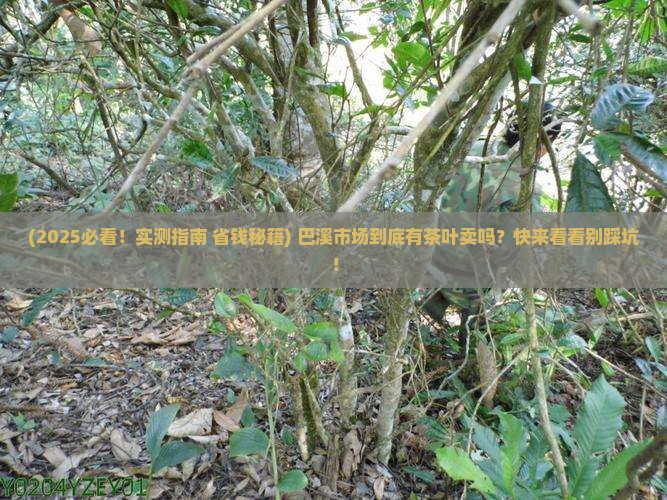 巴溪市场有茶叶卖吗
