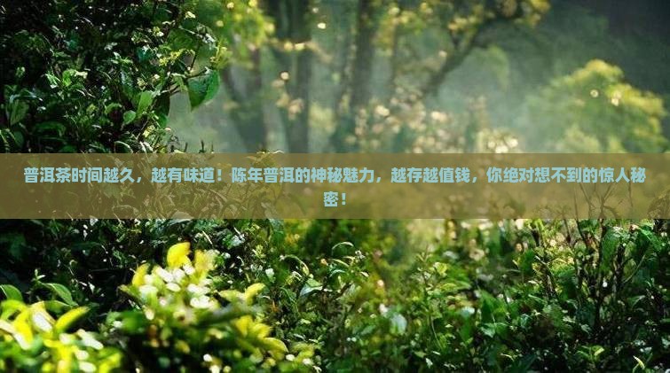 普洱茶时间越久