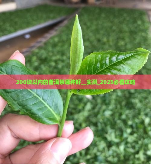 200块以内的普洱茶哪种好