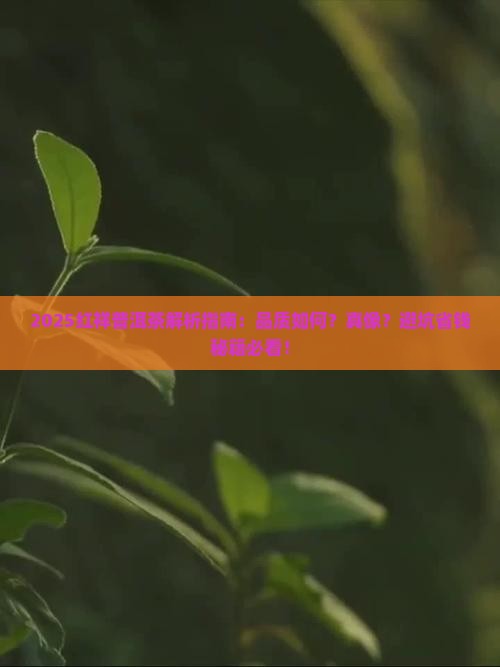 红祥普洱茶怎么样