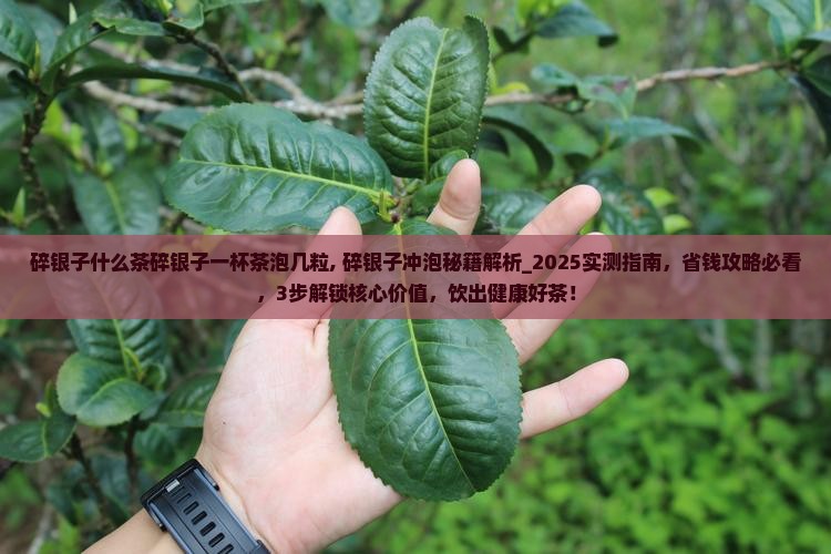 碎银子什么茶碎银子一杯茶泡几粒
