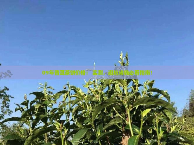 09年普洱茶饼的价格