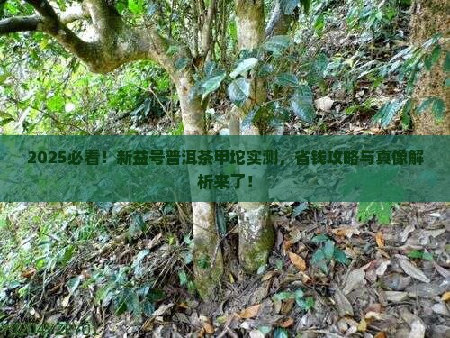 新益号普洱茶甲坨