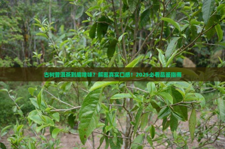 古树普洱茶什么味