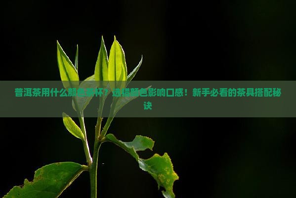 普洱茶用什么颜色茶杯