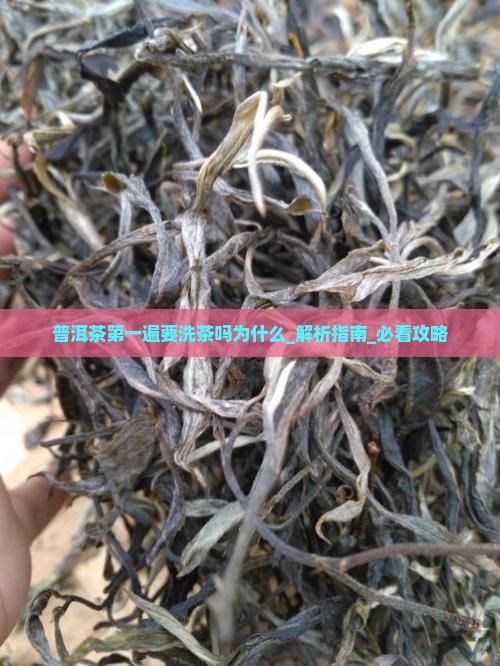 普洱茶第一遍要洗茶吗为什么