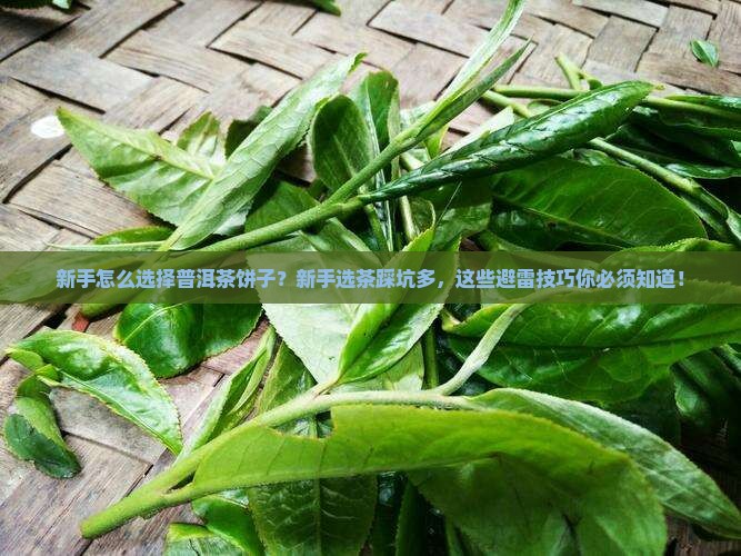 新手怎么选择普洱茶饼子