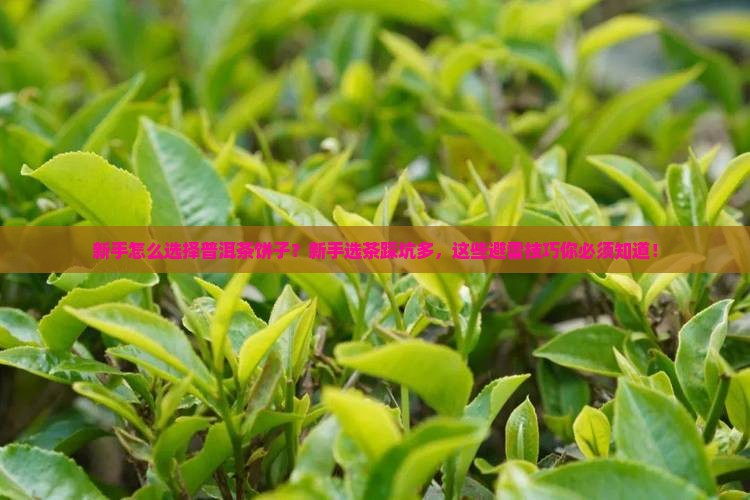 新手怎么选择普洱茶饼子