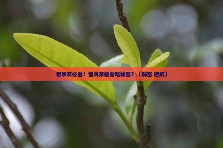 老同志普洱茶编号什么意思