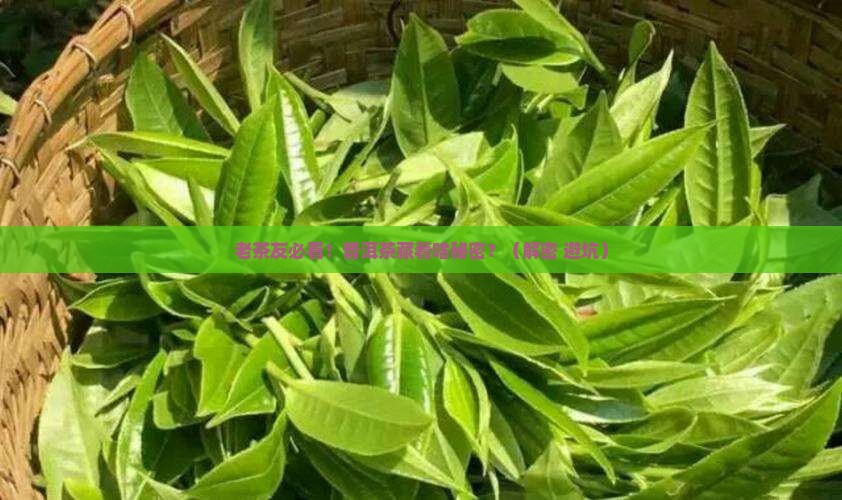 老同志普洱茶编号什么意思