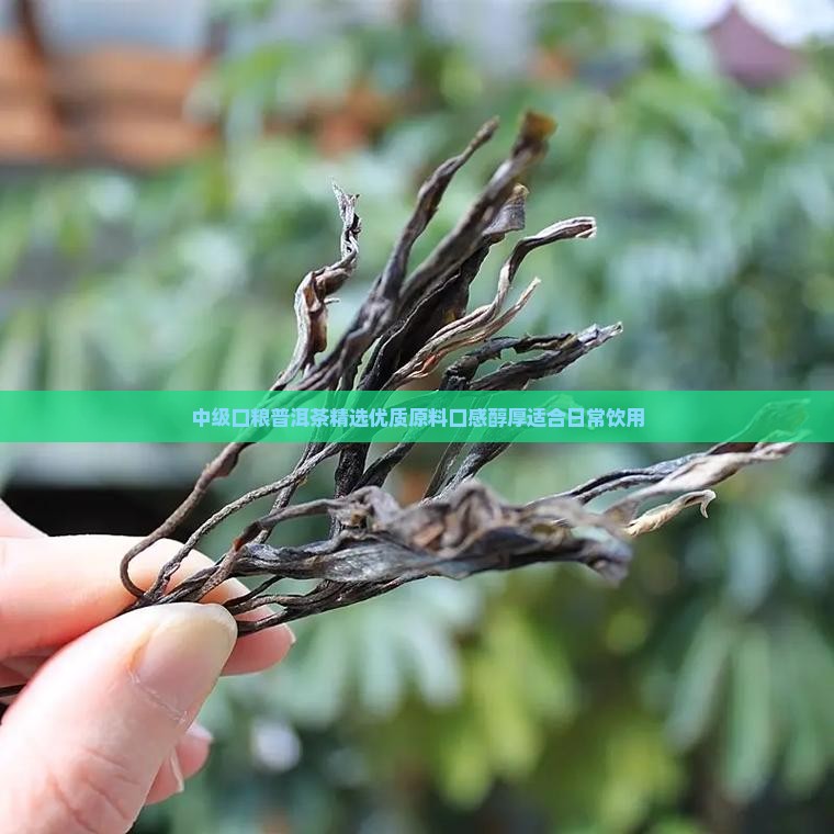 中级口粮普洱茶 中级口粮普洱茶