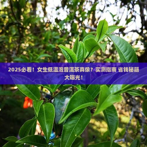 用低温泡普洱茶好吗女生