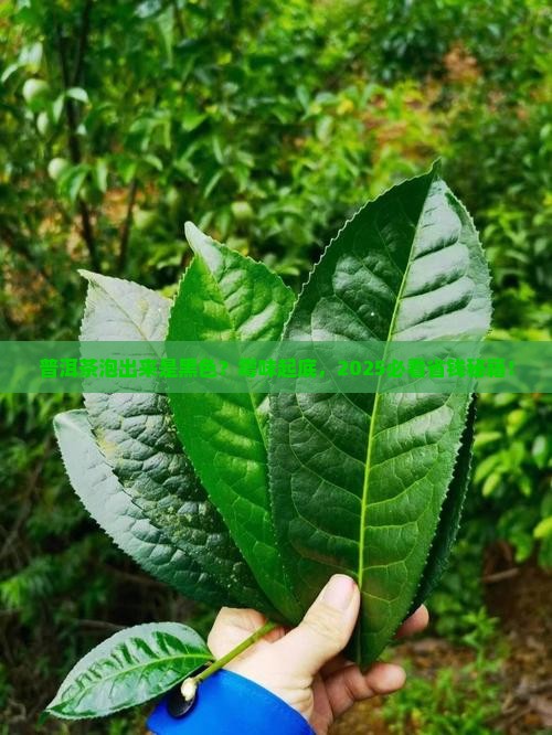 普洱茶有霉味泡出来是黑色