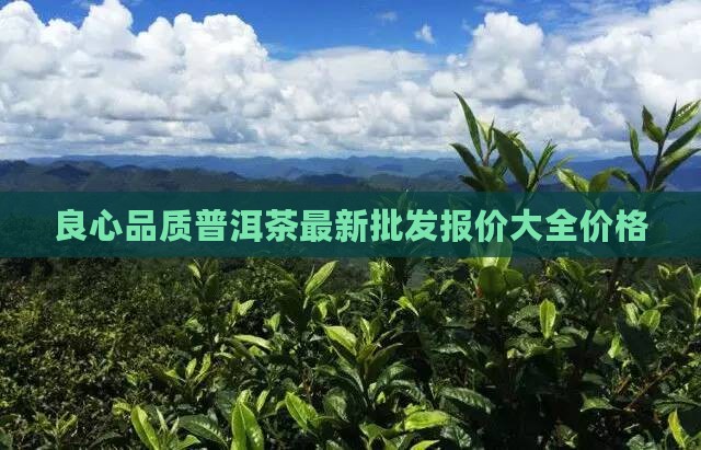 良心品质普洱茶价格