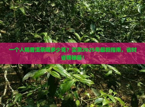 一个人喝普洱茶喝多少克