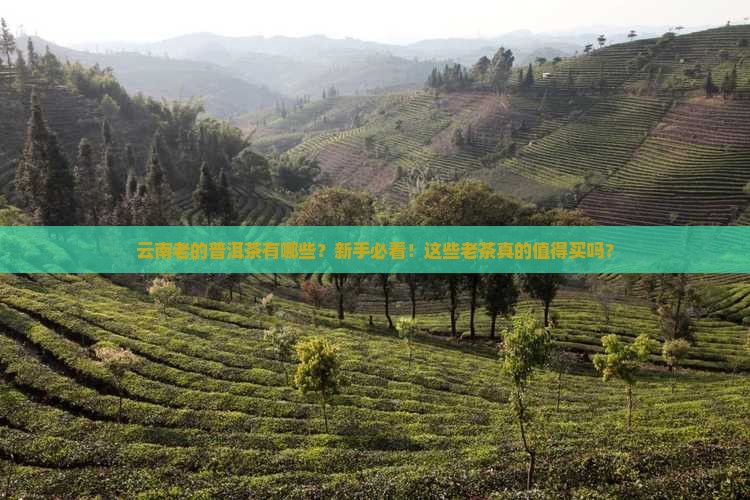 云南老的普洱茶有哪些