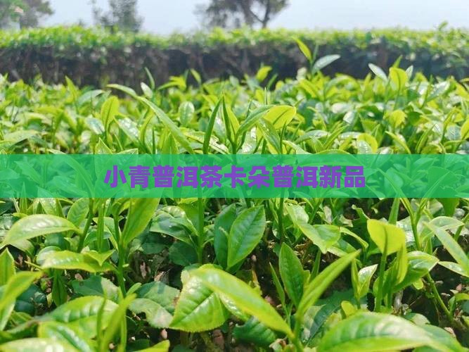 卡朵小青柑普洱茶