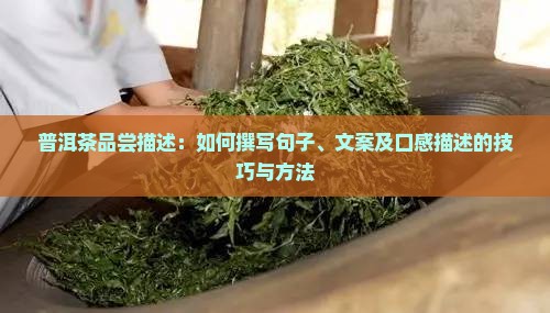 普洱茶品尝描述