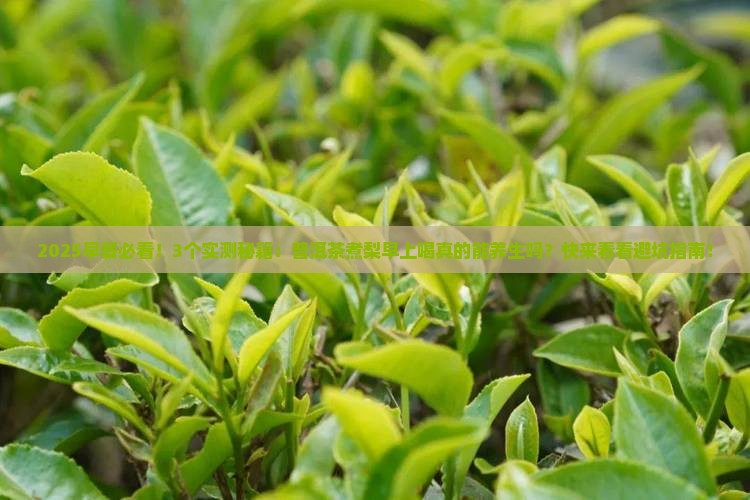 普洱茶煮梨早上喝好不好