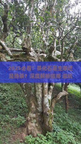 茶化石是生茶还是熟茶