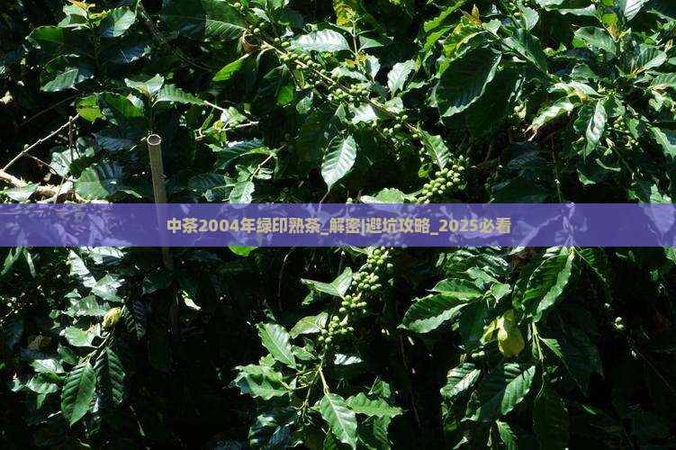 中茶2004年绿印熟茶